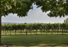 Un sauvignon vincitore di Medaglia d’Oro
