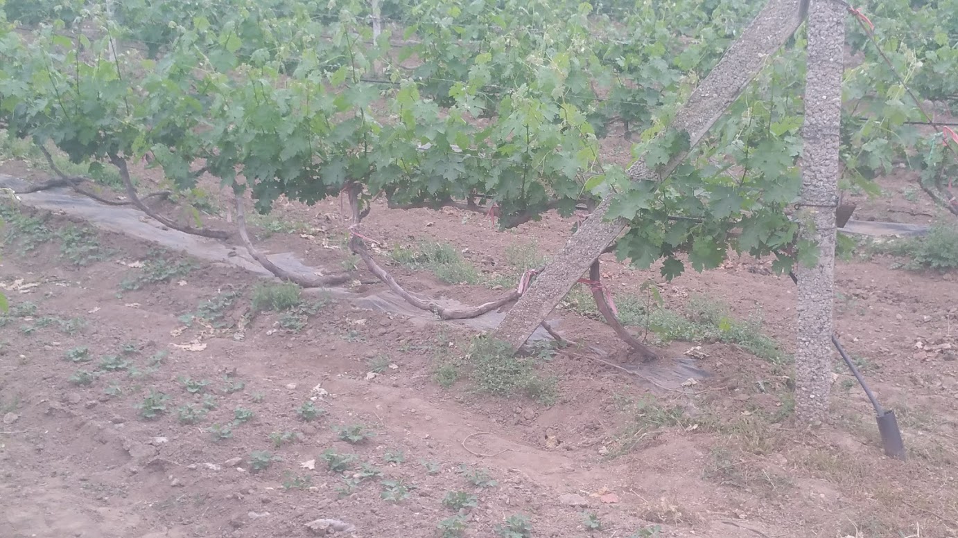 Viti piegate, d'inverno vengono protette dal freddo e sotterrate ( Foto Winetaste )