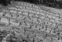 L’affascinante storia di Vigna Torre 1922