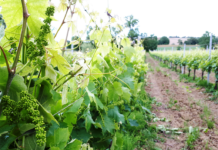 IL TIPICO VINO VERDICCHIO DI ZANNOTTI