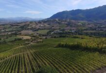 I vini di Matelica rinunciano al brand Verdicchio nella denominazione