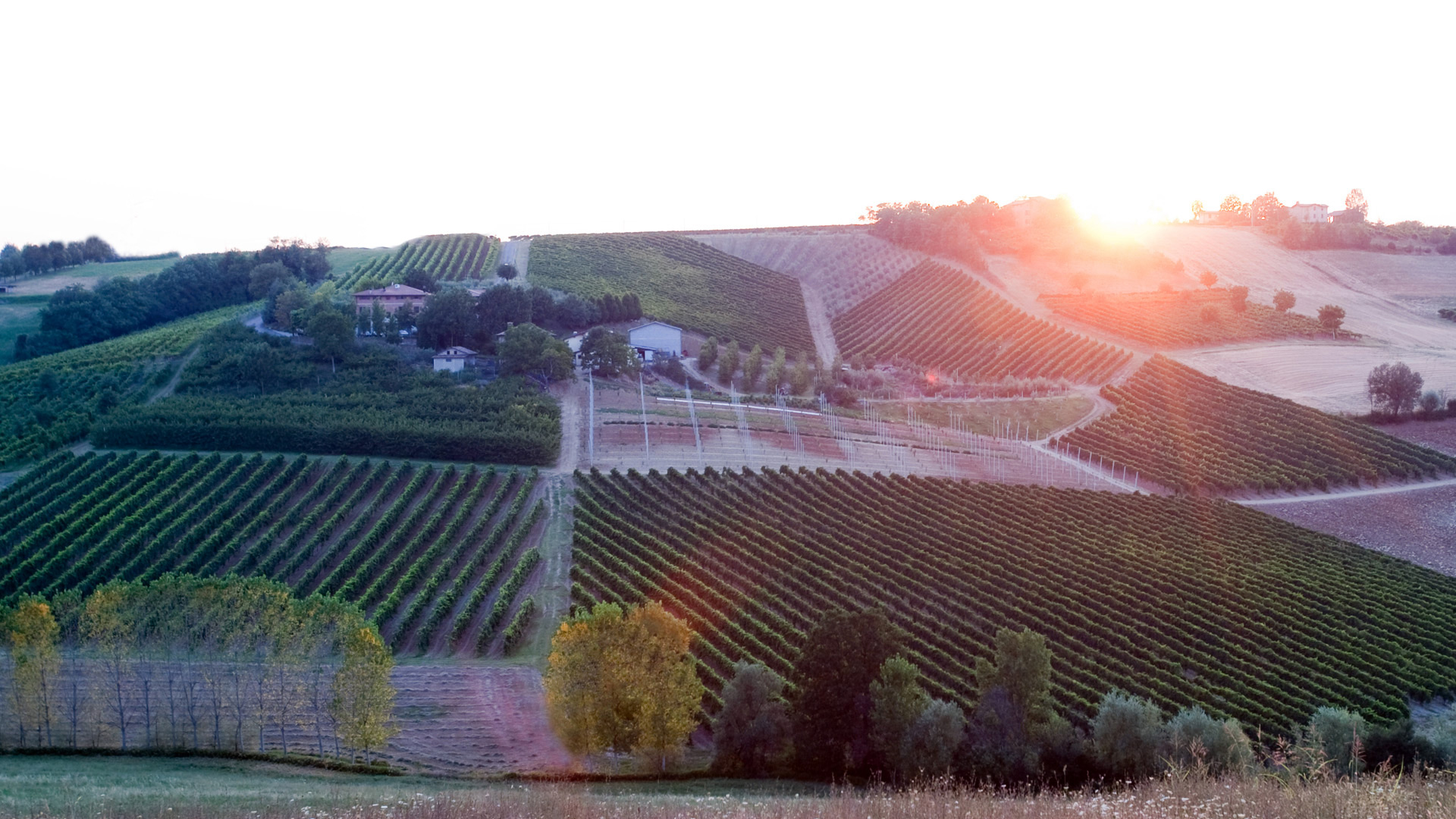 le colline intorno a Castelvetro