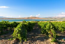 “Autunno in cantina”: l’Irvo lancia un viaggio tra vino, arte e tradizione in otto tappe siciliane