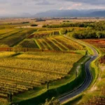 Vicino a Udine due fratelli producono uno dei migliori vini dolci d’Italia sotto i 20 euro