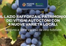 Vino, cinque nuovi vitigni del Lazio sotto tutela