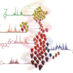 Vino, la prima mappa metabolomica delle varietà di vite a livello mondiale realizzata da Fondazione Mach