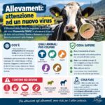 Allarme Shamonda: il nuovo Orthobunyavirus che sfida gli allevamenti europei