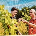 Vigne affacciate sul Baltico? Si trovano in Danimarca e sono tra le più a nord d’Europa